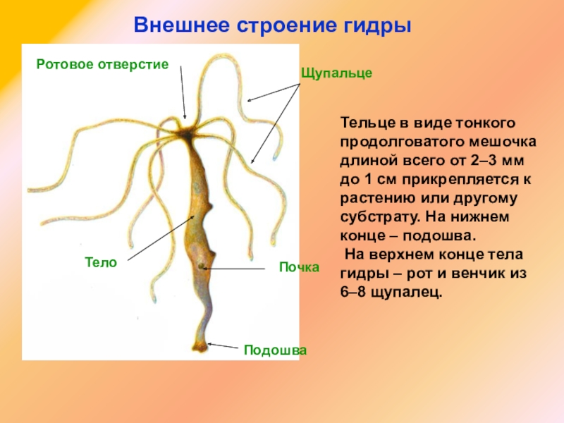 Ссылка на кракен в браузере